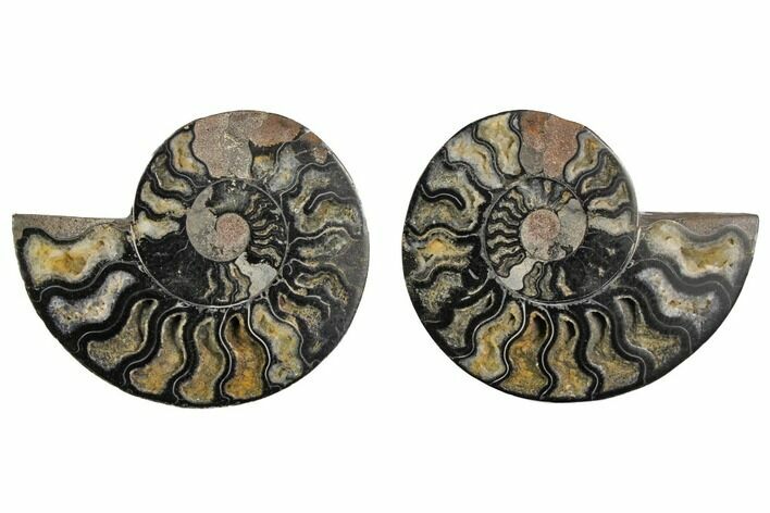 Cut/Polished Ammonite Fossil - Unusual Black Color #132600